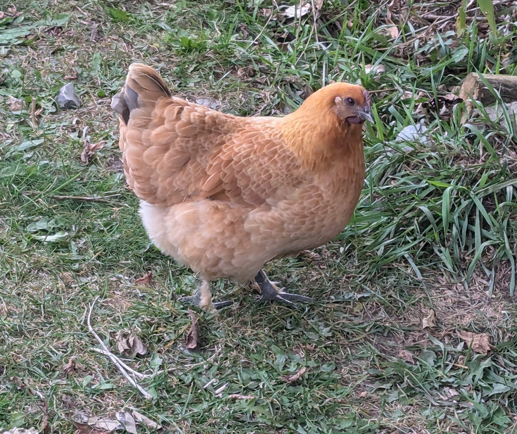 Hen on second slide