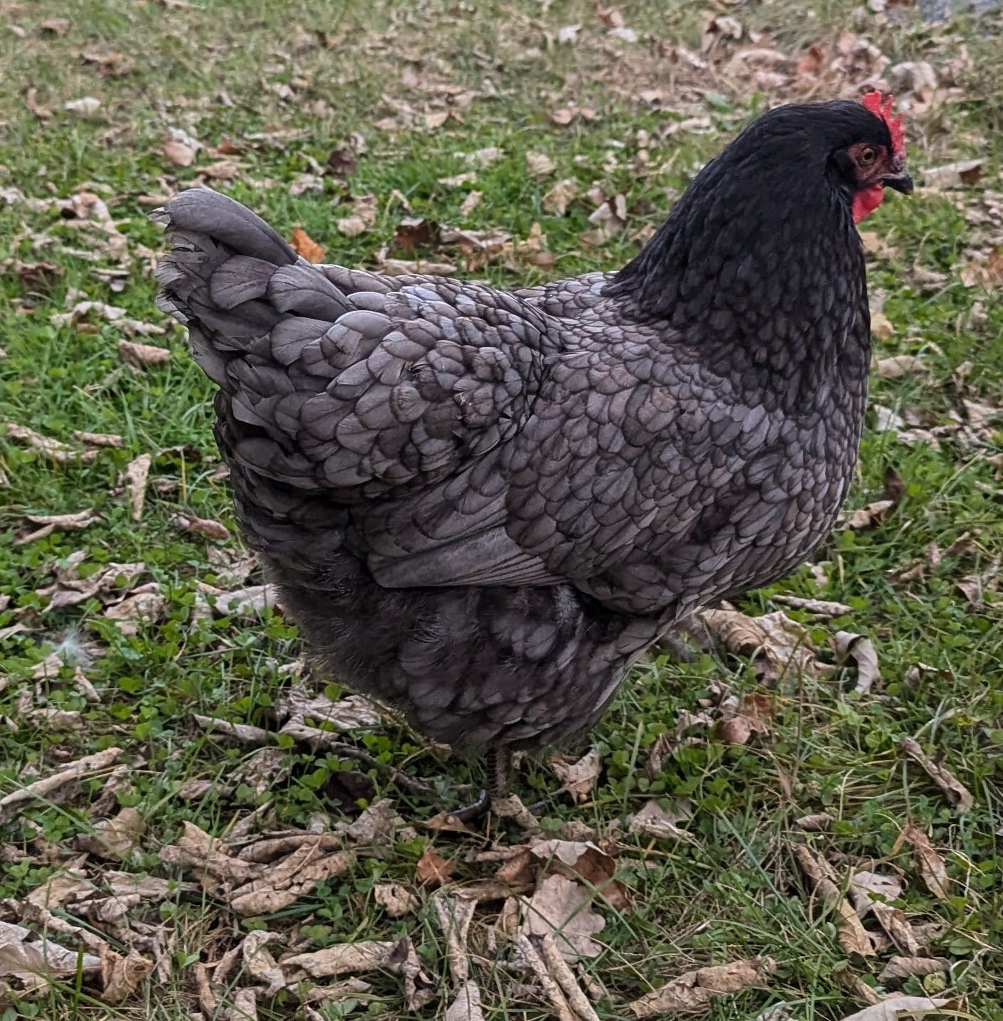Hen on fourth slide