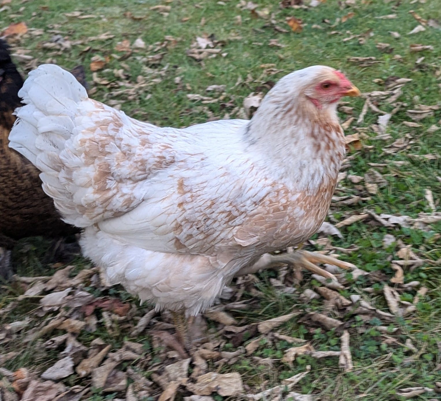 Hen on sixth slide