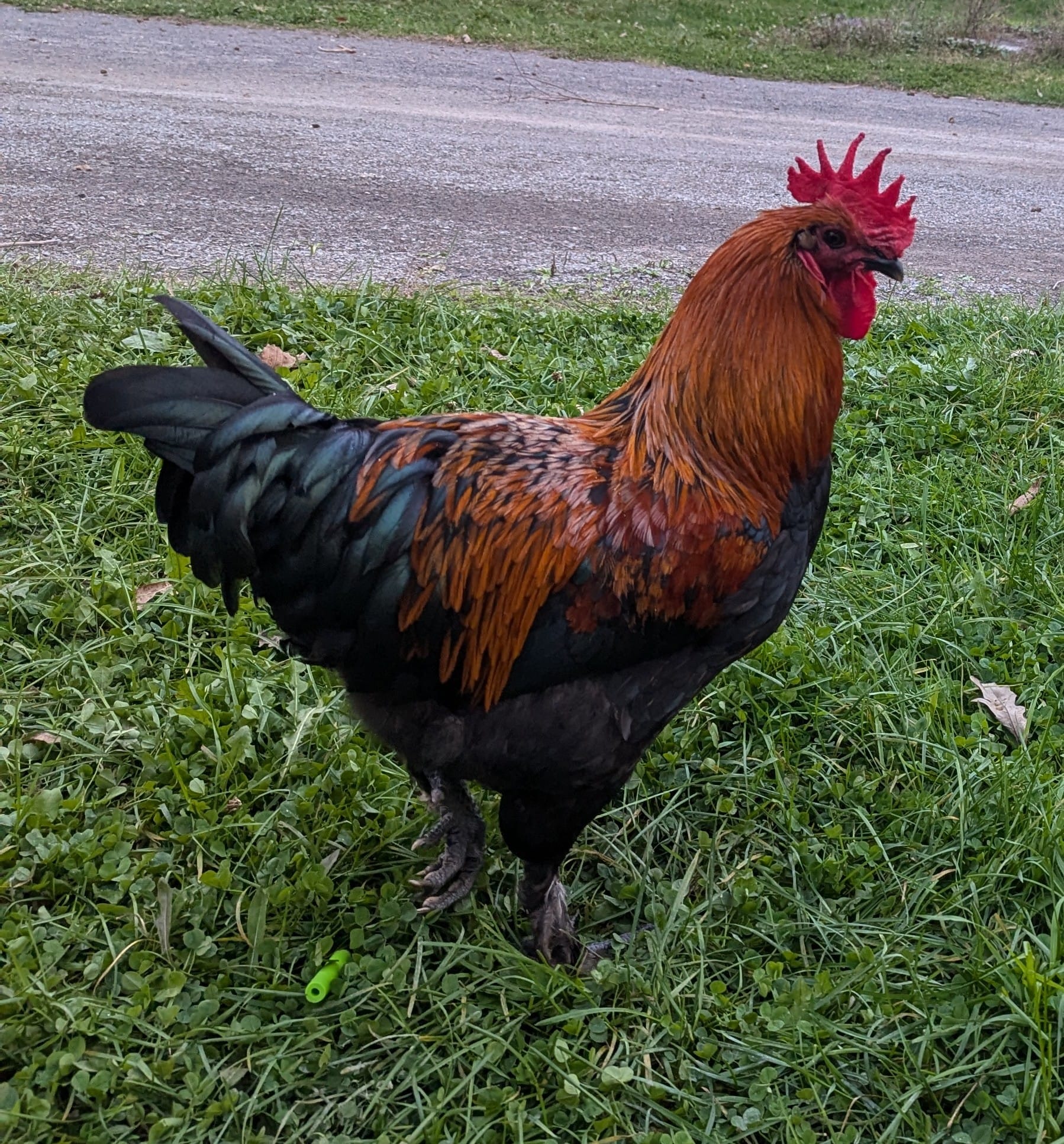 Rooster on first slide