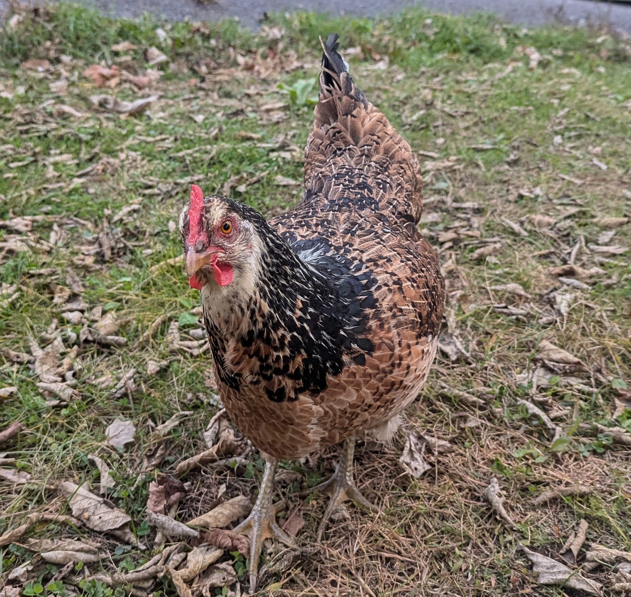 Hen on ninth slide