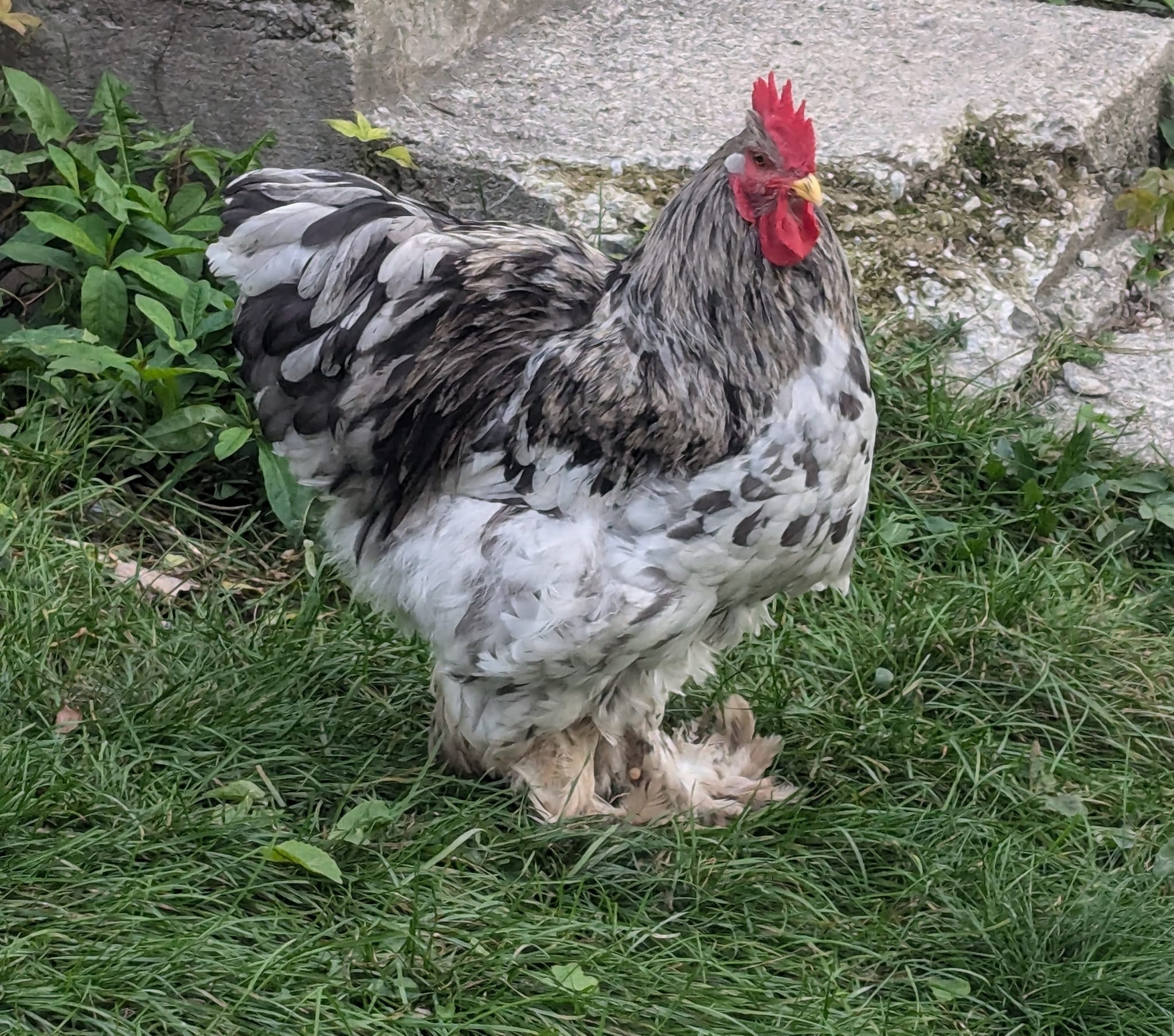 Rooster on tenth slide