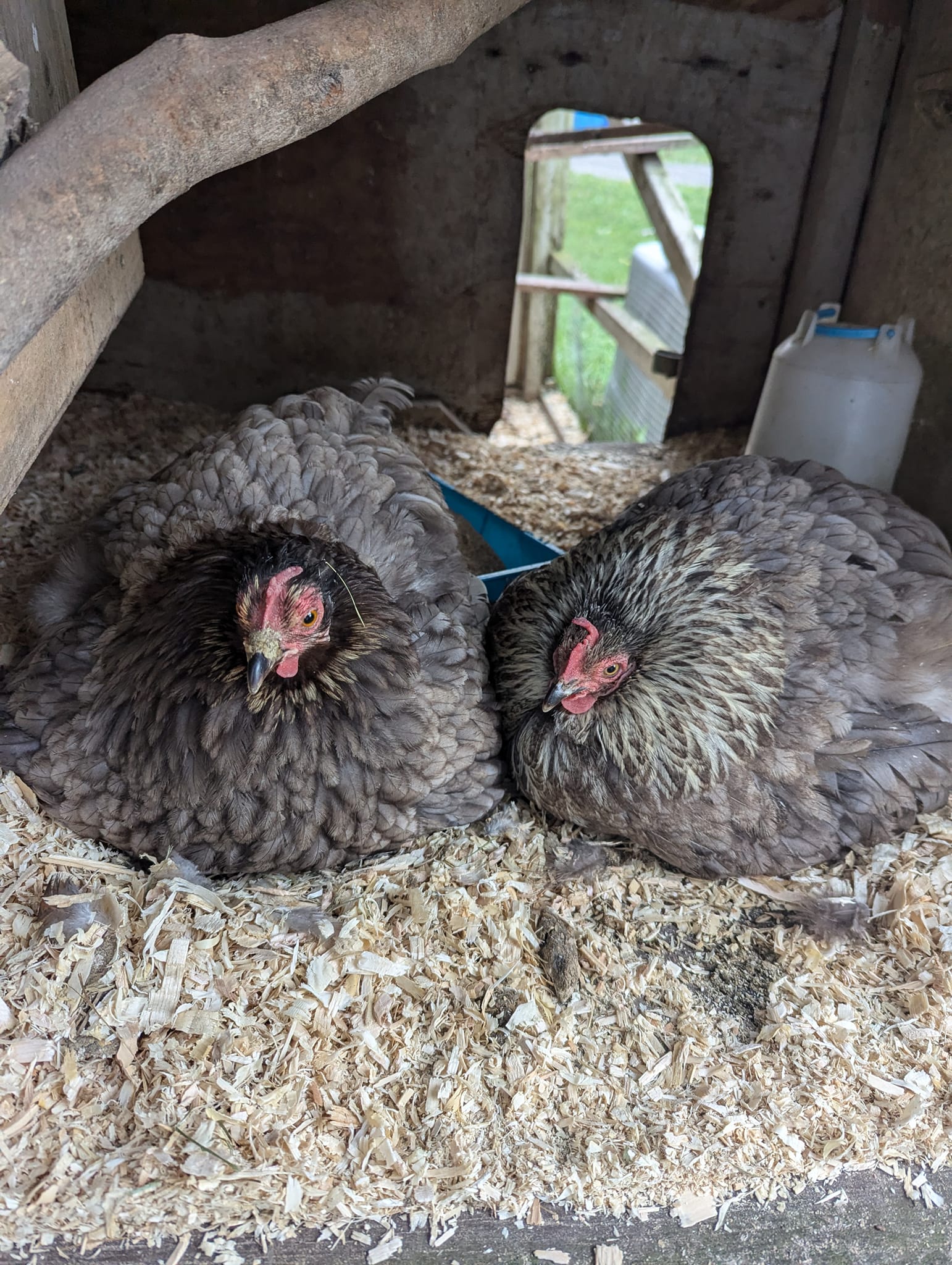 Bantam Cochins on eleventh slide